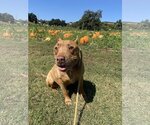 Small #5 American Pit Bull Terrier Mix