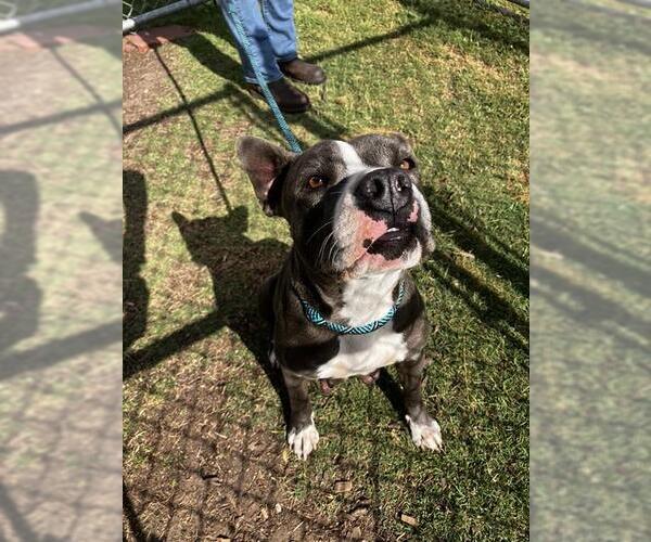 Medium Photo #1 American Pit Bull Terrier-Unknown Mix Puppy For Sale in Corpus Christi, TX, USA