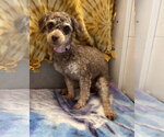 Small #6 Poodle (Miniature)