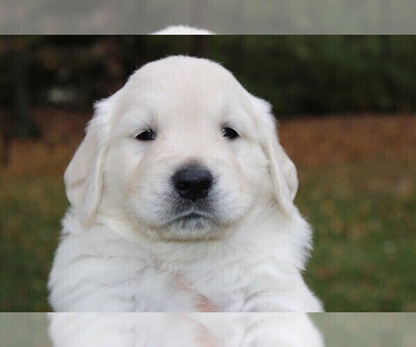 Medium Photo #1 English Cream Golden Retriever Puppy For Sale in CINCINNATI, OH, USA