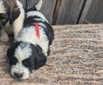 Puppy WADE Bernedoodle-Bernese Mountain Dog Mix