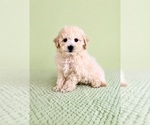 Small #2 Bichon Frise