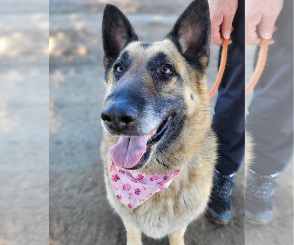 Medium Photo #4 German Shepherd Dog Puppy For Sale in  Ramona, CA, USA