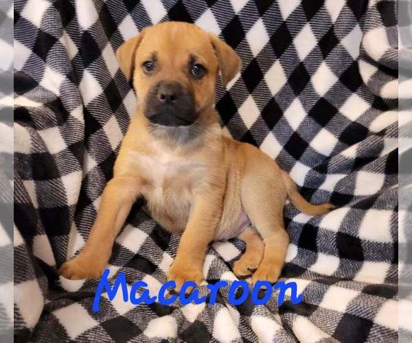 Medium Photo #3 Bullboxer Pit Puppy For Sale in Aurora, IN, USA