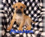 Small #2 Bullboxer Pit