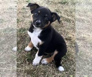 Texas Heeler Puppy for sale in HILLSBORO, WI, USA