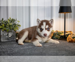 Small Photo #15 Siberian Husky Puppy For Sale in SHREVE, OH, USA