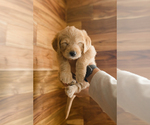 Small #1 Miniature Labradoodle