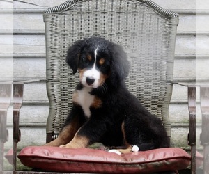 Bernese Mountain Dog Puppy for sale in FREDERICKSBURG, OH, USA