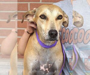 Labrador Retriever-Unknown Mix Dogs for adoption in Carrollton, TX, USA