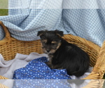 Puppy Bailey Yorkshire Terrier-Zuchon Mix