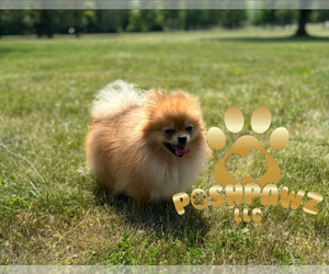 Father of the Pomeranian puppies born on 09/05/2025