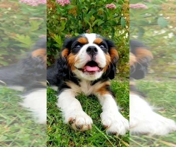Medium Photo #1 Cavalier King Charles Spaniel Puppy For Sale in NINE MILE FALLS, WA, USA