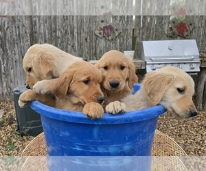 Golden Retriever Litter for sale in DEER PARK, TX, USA
