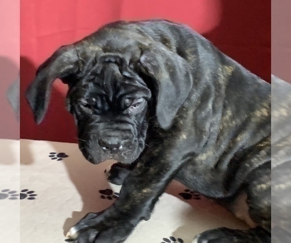 Medium Photo #100 Cane Corso Puppy For Sale in COTTAGE GROVE, OR, USA