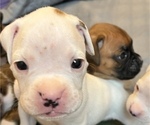 Small Photo #22 Boxer Puppy For Sale in EAST FISHKILL, NY, USA