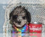 Small #10 Poodle (Toy)