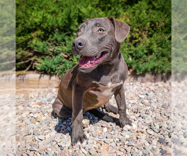Medium Photo #1  Puppy For Sale in , 