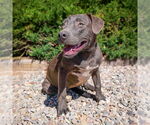 Small Photo #1  Puppy For Sale in , 