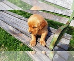 Small Photo #1 Golden Retriever Puppy For Sale in LEON, KS, USA