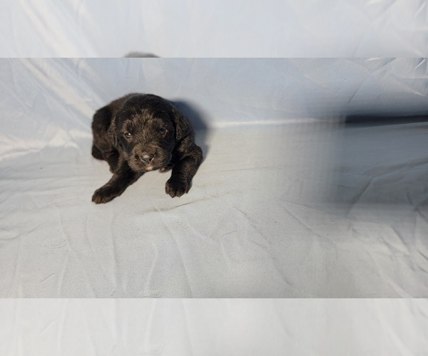 Medium Photo #9 Golden Mountain Dog Puppy For Sale in BLACK FOREST, CO, USA