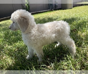 Poodle (Standard) Puppy for Sale in HOUSTON, Texas USA