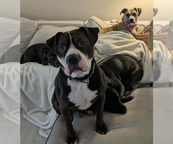 Medium Photo #11 American Bulldog-Staffordshire Bull Terrier Mix Puppy For Sale in Germantown, OH, USA