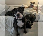 Small #10 American Bulldog-Staffordshire Bull Terrier Mix