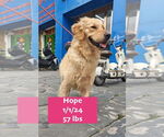 Small #3 Golden Retriever