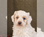 Small Photo #3 Bernedoodle Puppy For Sale in MILLERSBURG, PA, USA