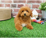 Small #2 Poodle (Miniature)