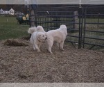 Small #10 Great Pyrenees