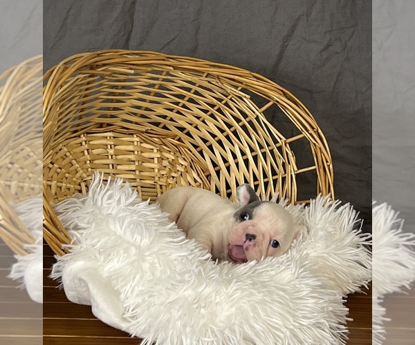 Medium Photo #13 French Bulldog Puppy For Sale in MILLVILLE, MN, USA
