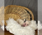 Small #12 French Bulldog