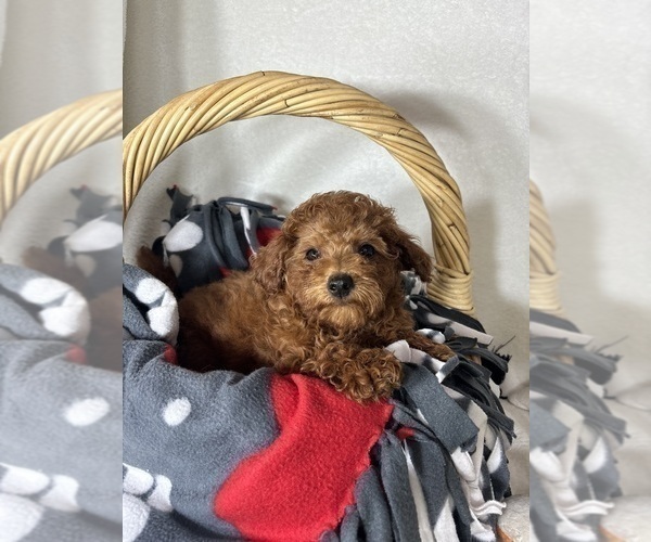 Medium Photo #2 Goldendoodle (Miniature) Puppy For Sale in GREENFIELD, IN, USA