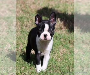 Boston Terrier Puppy for sale in WINNSBORO, TX, USA