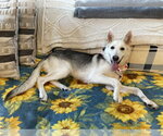 Small #6 Siberian Husky Mix