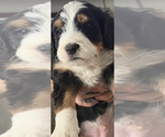 Small Photo #5 Bernedoodle Puppy For Sale in MIDLAND, MI, USA