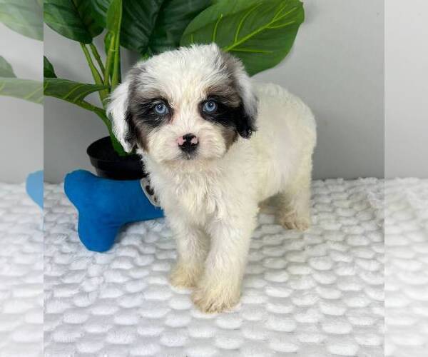 Medium Photo #1 Cavapoo Puppy For Sale in FRANKLIN, IN, USA