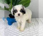Small Photo #1 Cavapoo Puppy For Sale in FRANKLIN, IN, USA
