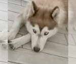 Small #3 Huskies -Siberian Husky Mix
