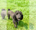 Small #3 Poodle (Standard)