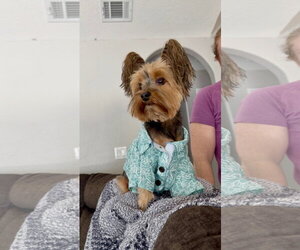 Mutt Dogs for adoption in Orlando, FL, USA