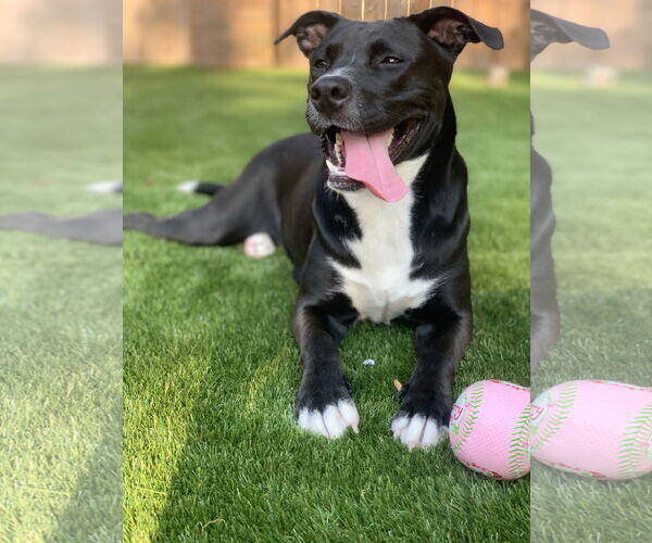 Medium Photo #40 American Staffordshire Terrier-Unknown Mix Puppy For Sale in Rosenberg, TX, USA
