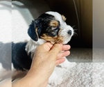 Small Photo #2 Biewer Terrier Puppy For Sale in CHULA VISTA, CA, USA