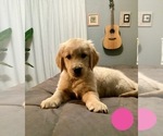 Puppy Pink Golden Retriever