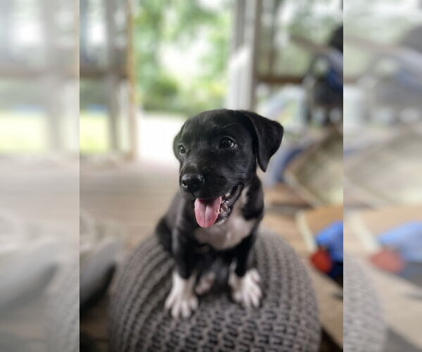 Medium Photo #1 Mutt Puppy For Sale in Mount Pleasant, SC, USA
