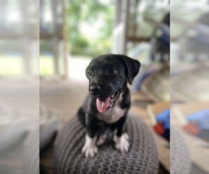 Mutt Dogs for adoption in Mount Pleasant, SC, USA