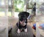 Small Mutt
