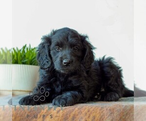 Goldendoodle (Miniature) Puppy for sale in LITITZ, PA, USA